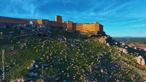 Flock of sheep at the Caliphate Fortress of Gormaz, the largest Muslim fortress in Europe. Town and municipality of Gormaz. Province of Soria. Castile and Leon. Spain. Spain. Europe photo