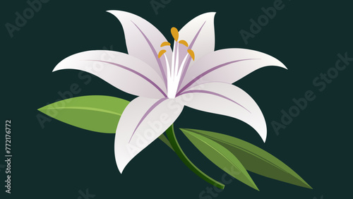 Fototapeta Naklejka Na Ścianę i Meble -  Exquisite Lily Flower Vector Art Captivating Designs for Your Creative Projects