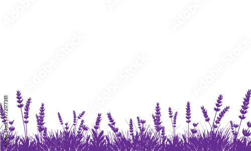 purple lavender field flowers silhouetted background