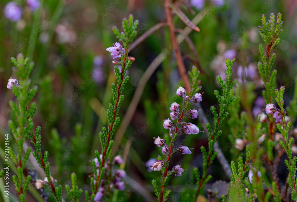 Purple flowers in the forest in the swamp. Purple flowers in the forest in the swamp.