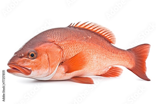 fish isolated on white