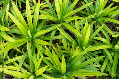 Fresh green pandan leaves. Frangrant pandanus leaves have medicinal properties and can treat diabetes.