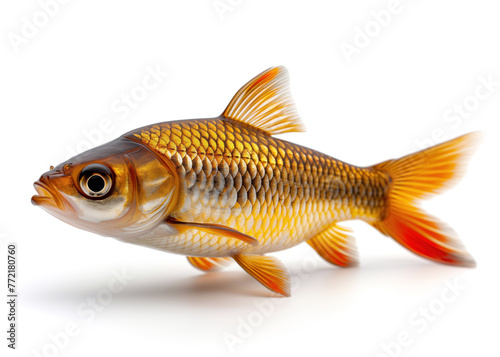 Gold fish isolated