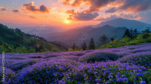 Lavender flower field on the mountain at sunset  landscape photography  panorama  purple and green colors. Created with Ai