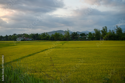 rice farm going to harvest in Nha Trang  Viet Nam.