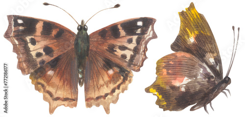 Compton Tortoiseshell Butterfly. Watercolor hand drawing painted illustration. photo