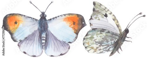 Falcate Orangetip Butterfly. Watercolor hand drawing painted illustration. photo