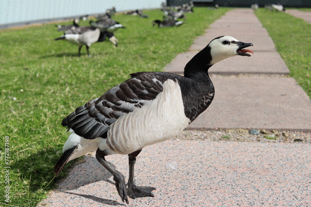 country goose on the beach