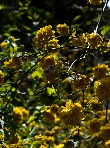 yellow flowers in the spring