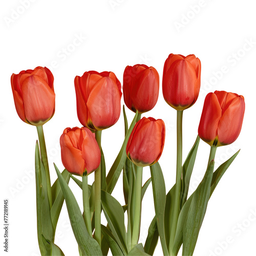 Vibrant red tulips stand out against a transparent background in a striking display