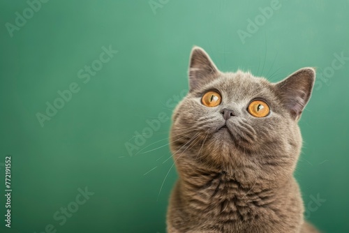funny british shorthair cat portrait looking shocked or surprised on green background with copy space - generative ai