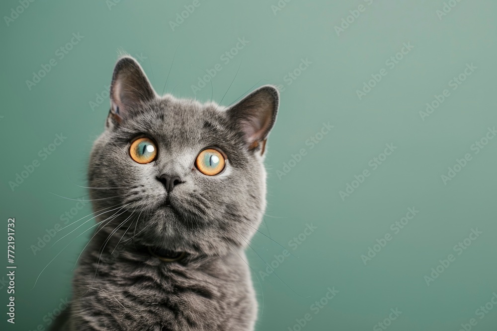 funny british shorthair cat portrait looking shocked or surprised on green background with copy space - generative ai - obrazy, fototapety, plakaty 