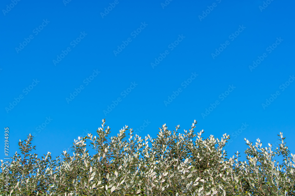 青空と木の爽やかな風景