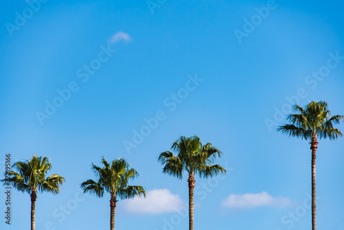 ヤシの木と青空の風景 photo