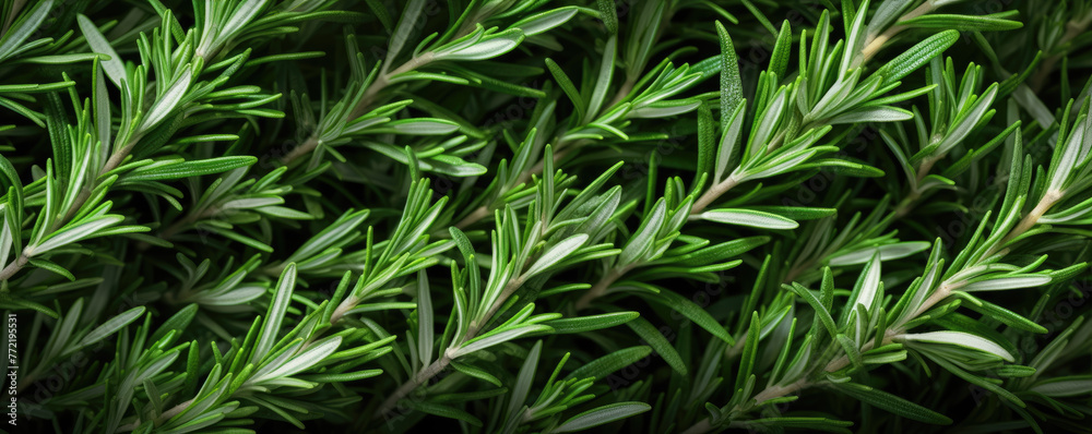 Vibrant green rosemary herb closeup Vibrant green rosemary herb closeup