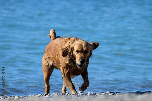 Yellow Golden Retriever dog playing in lake retrieves a ball and drops it along shore