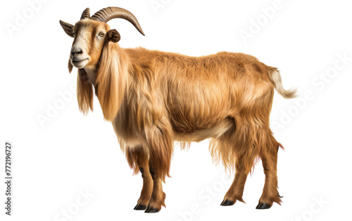 A majestic goat with long horns stands gracefully on a white background