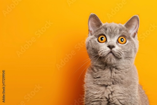 funny british shorthair cat portrait looking shocked or surprised on orange background with copy space - generative ai © Nia™