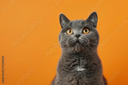 funny british shorthair cat portrait looking shocked or surprised on orange background with copy space - generative ai