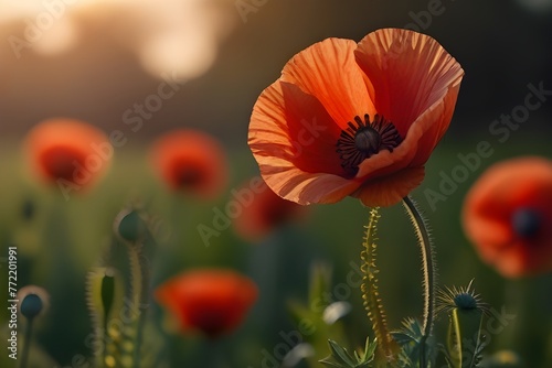 Beautiful nature background with red poppy flower poppy in the sunset in the field. Remembrance day  Veterans day  lest we forget concept. Generative AI
