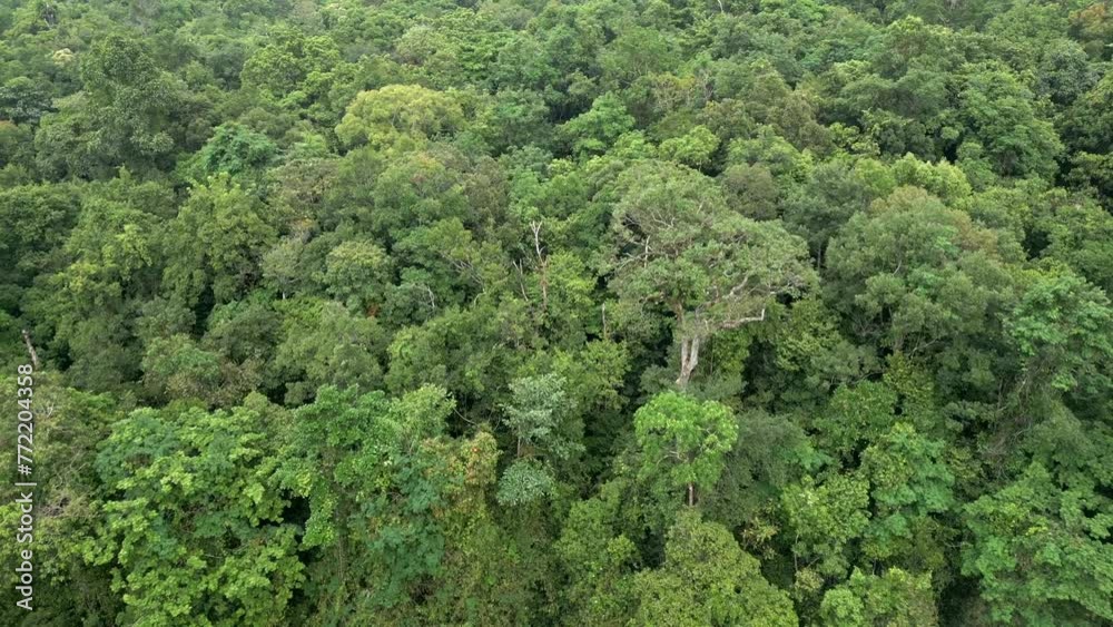 Top view of a dense tropical rainforest in Thailand.