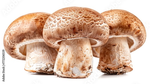 Fresh white champignon mushrooms isolated