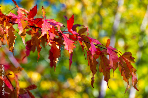 A stunning display of the beauty of autumn nature. Backlit leaves create a colorful and vibrant scene. Fall foliage displays shades of red, orange, yellow and gold.