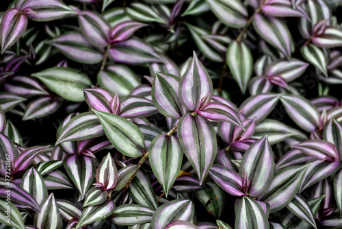 leaf of inch plant ( Tradescantia zebrina ), ornamental plants photo
