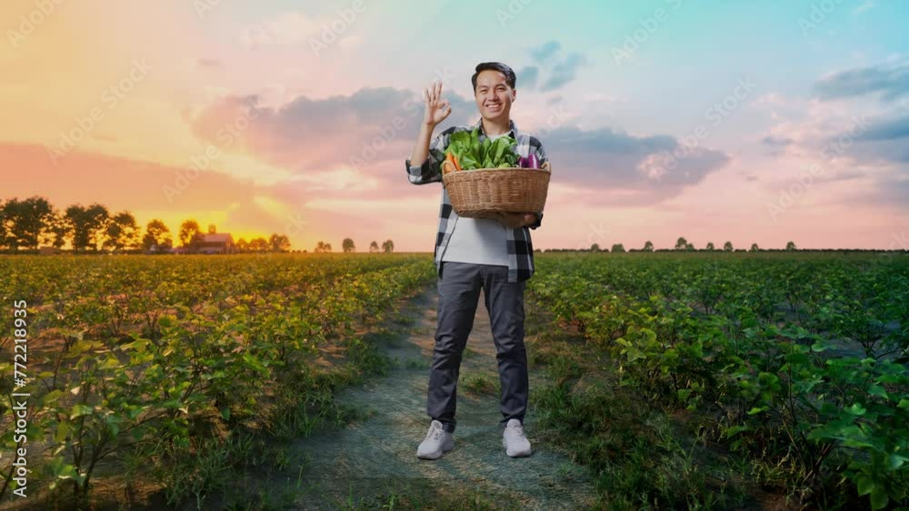 Full Body Of Asian Male Farmer With Vegetable Basket Showing Ok Gesture And Smiling While Standing In Field Full Body Of Asian Male Farmer With Vegetable Basket Showing Ok Gesture And Smiling While Standing In Field