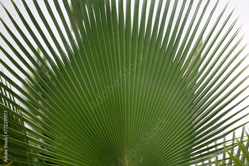 close-up of Corypha umbraculifera  Talipot palm  leaves