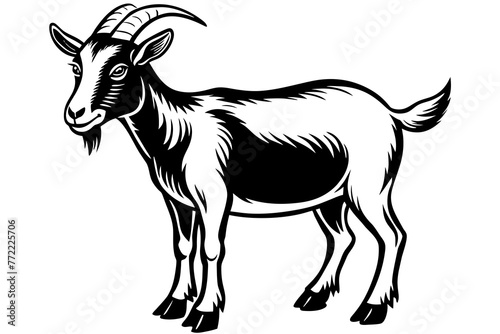 healthy-goat-vector-illustration photo
