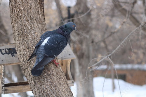 pigeon on a tree