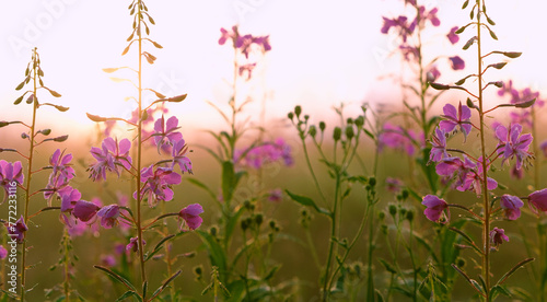 purple flowers on morning meadow, abstract natural background. lilac flowers of Ivan tea, kiprei plant (epilobium). useful herbs for herbal infusion, Traditional Koporye Tea Decoction