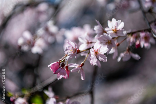 東京都文京区駒込にある枝垂れ桜の景色