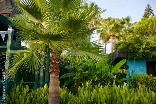 trees
