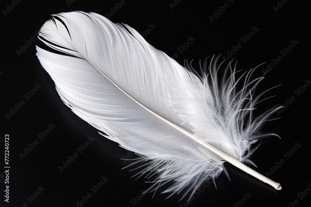 White feather isolated on black background
White feather isolated on black background