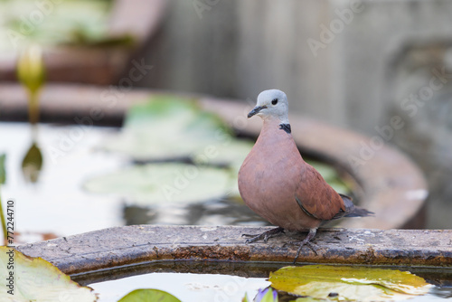 Portrait of Red collared dove on the edge of the pond. Streptopelia tranquebarica, also known as the red turtle dove. Small pigeon which is a resident breeding bird in the tropics of Asia photo