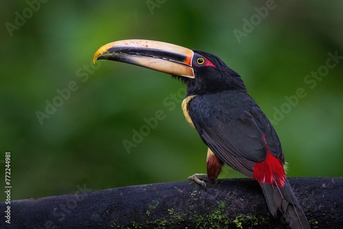 Collared Aracari on a Perch Toucan 