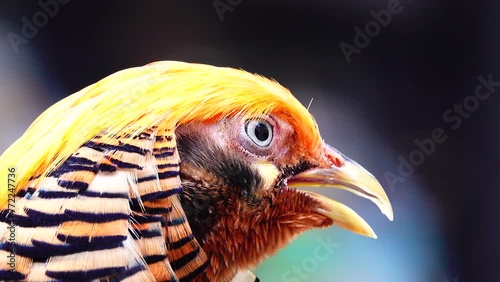 4K Golden pheasant, Red golden pheasant, Chinese pheasant photo