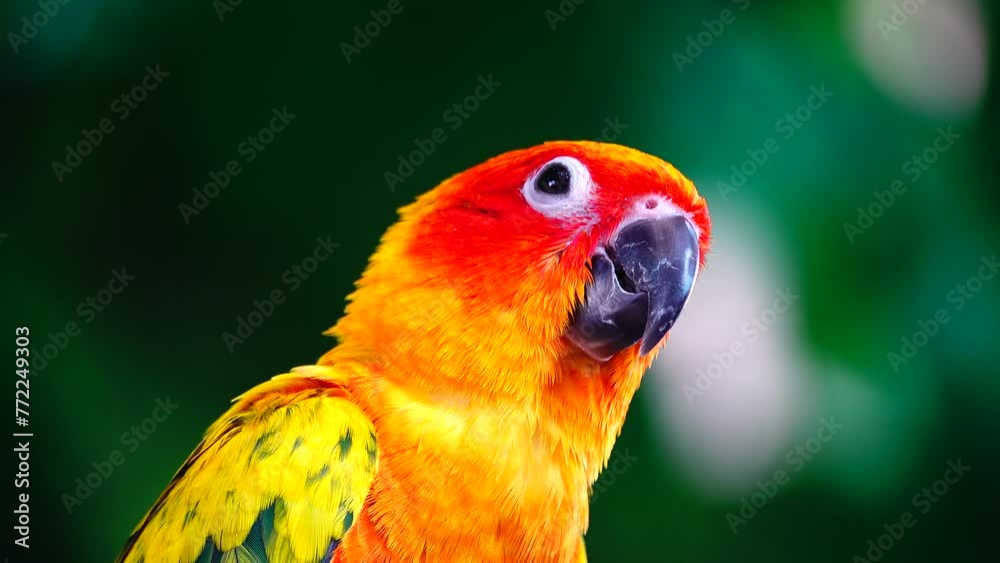 4K About Sun ConureThe sun parakeet beautiful colours of yellow orange and red (Aratinga solstitialis) also known as the sun conure bird in thailand.