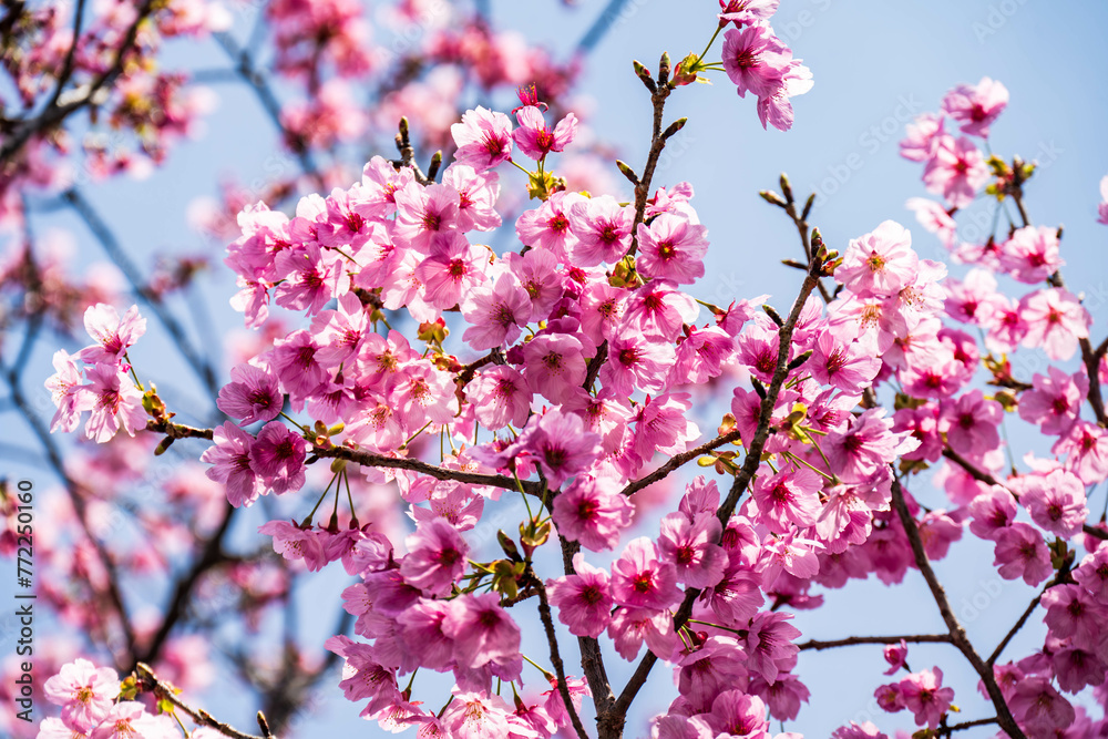 満開の桜 満開の桜