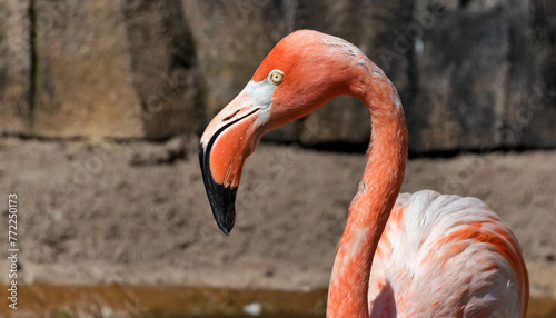American flamingo (Phoenicopterus ruber) observed in captivity at a zoo in Germany, Europe