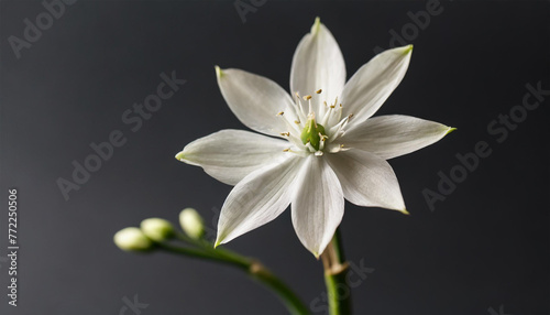 Beautiful Star of Bethlehem flower stem set against a black background. A visually pleasing floral arrangement emphasizing simplicity. Close-up view of the flower