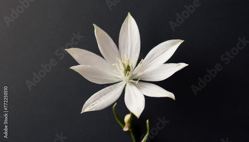 Beautiful Star of Bethlehem flower stem set against a black background. A visually pleasing floral arrangement emphasizing simplicity. Close-up view of the flower
