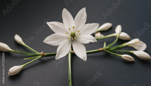 Beautiful Star of Bethlehem flower stem set against a black background. A visually pleasing floral arrangement emphasizing simplicity. Close-up view of the flower photo