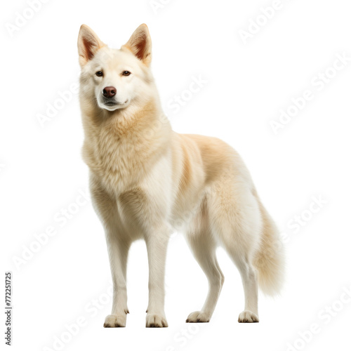 cute dog looking isolated on white © Tidarat