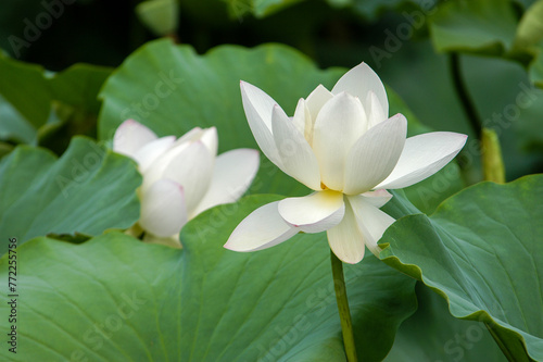 White lotus blooms in summer