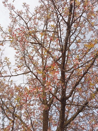 sakura autumn tree in the park