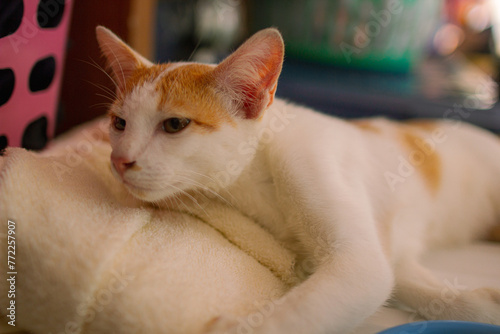Orange cat sleeping