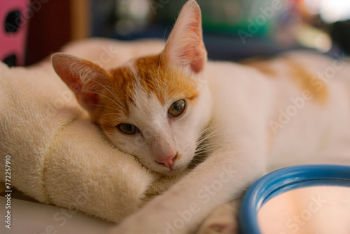 Orange cat sleeping 